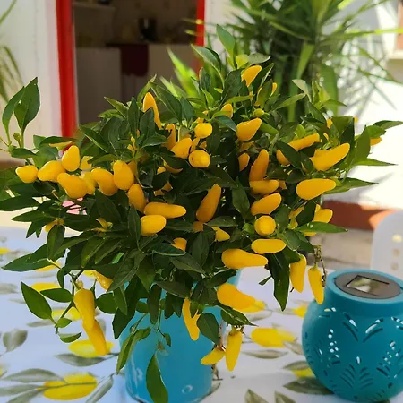 Giallo Limone B&B-2